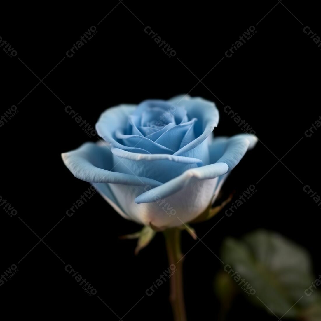 Light Blue Rose on Black Background